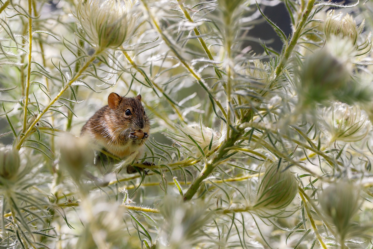 Protecting Your Home Against Rodents and Pests